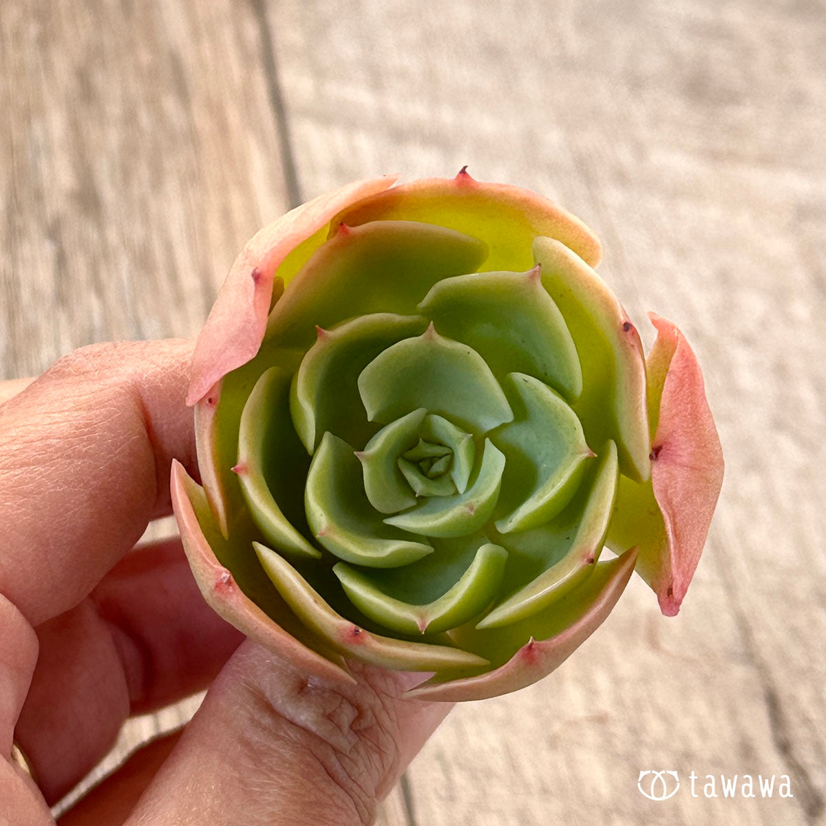 lemon rose