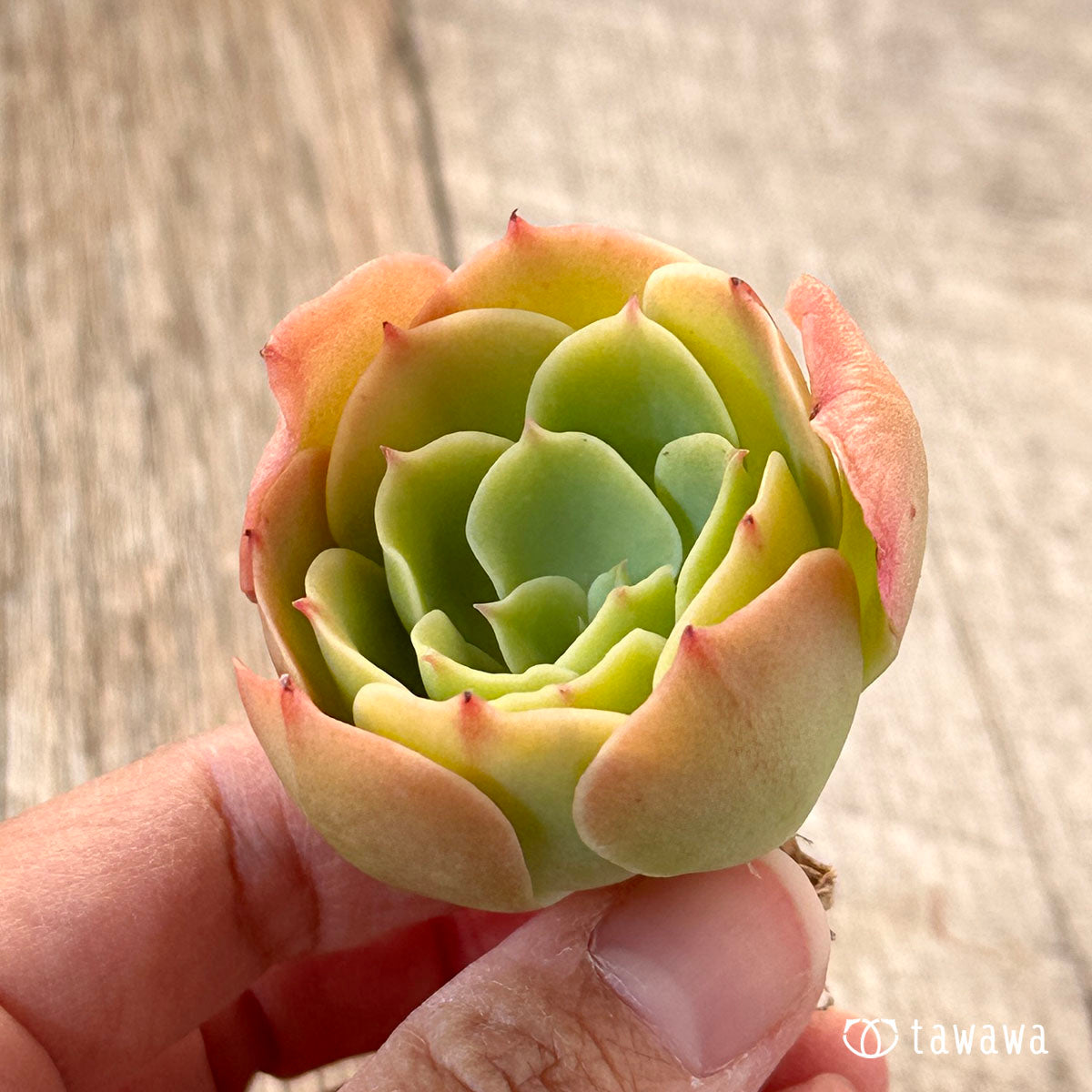 lemon rose