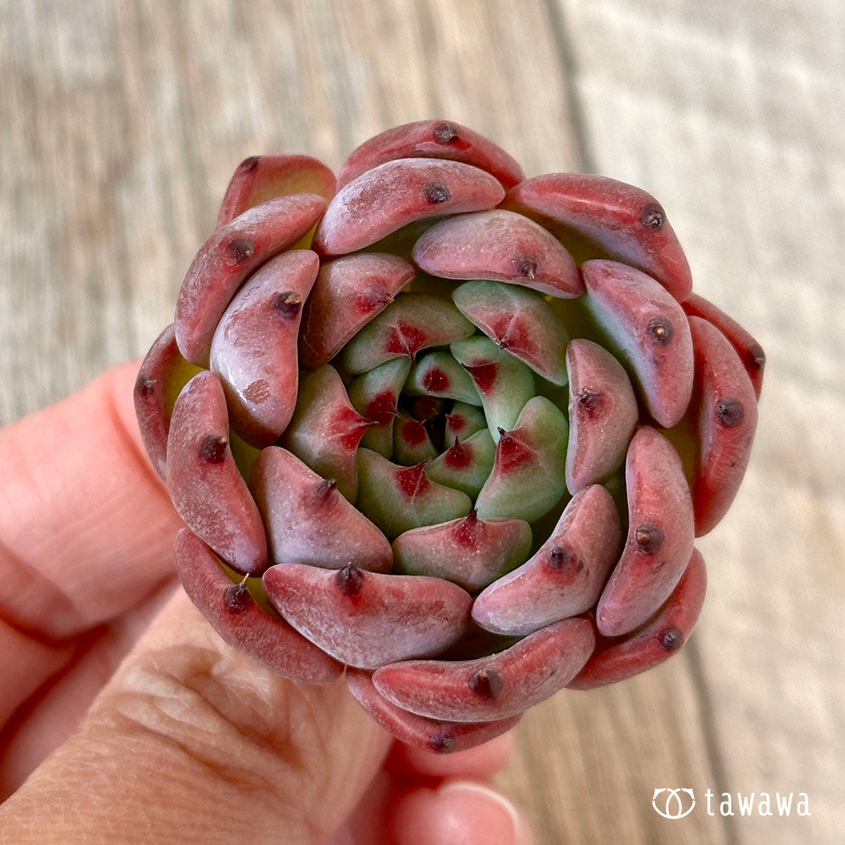 코타로우