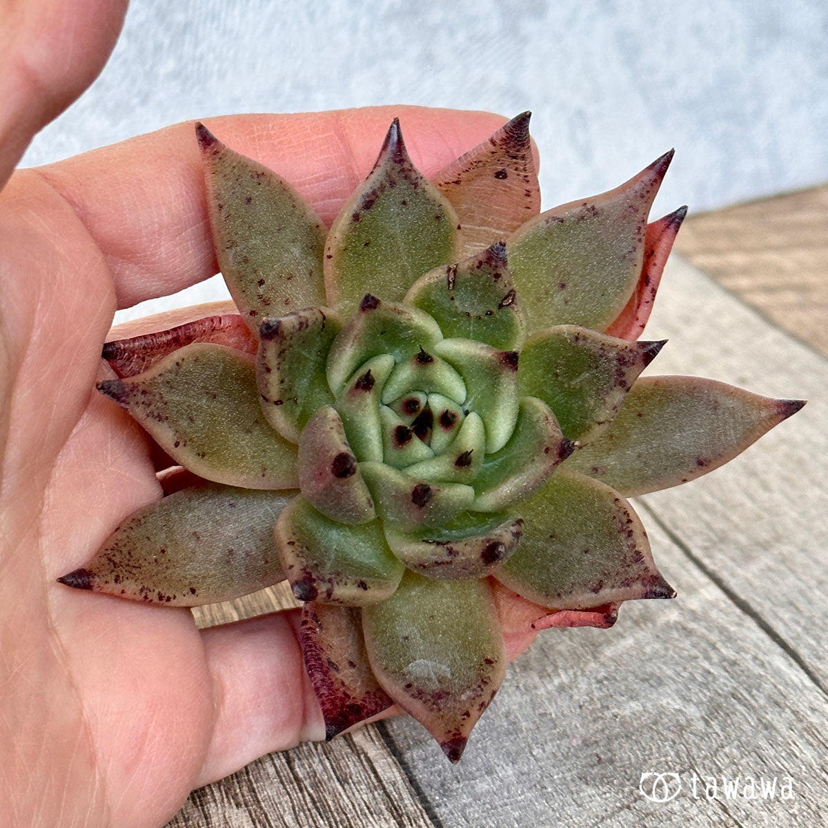 카라보니