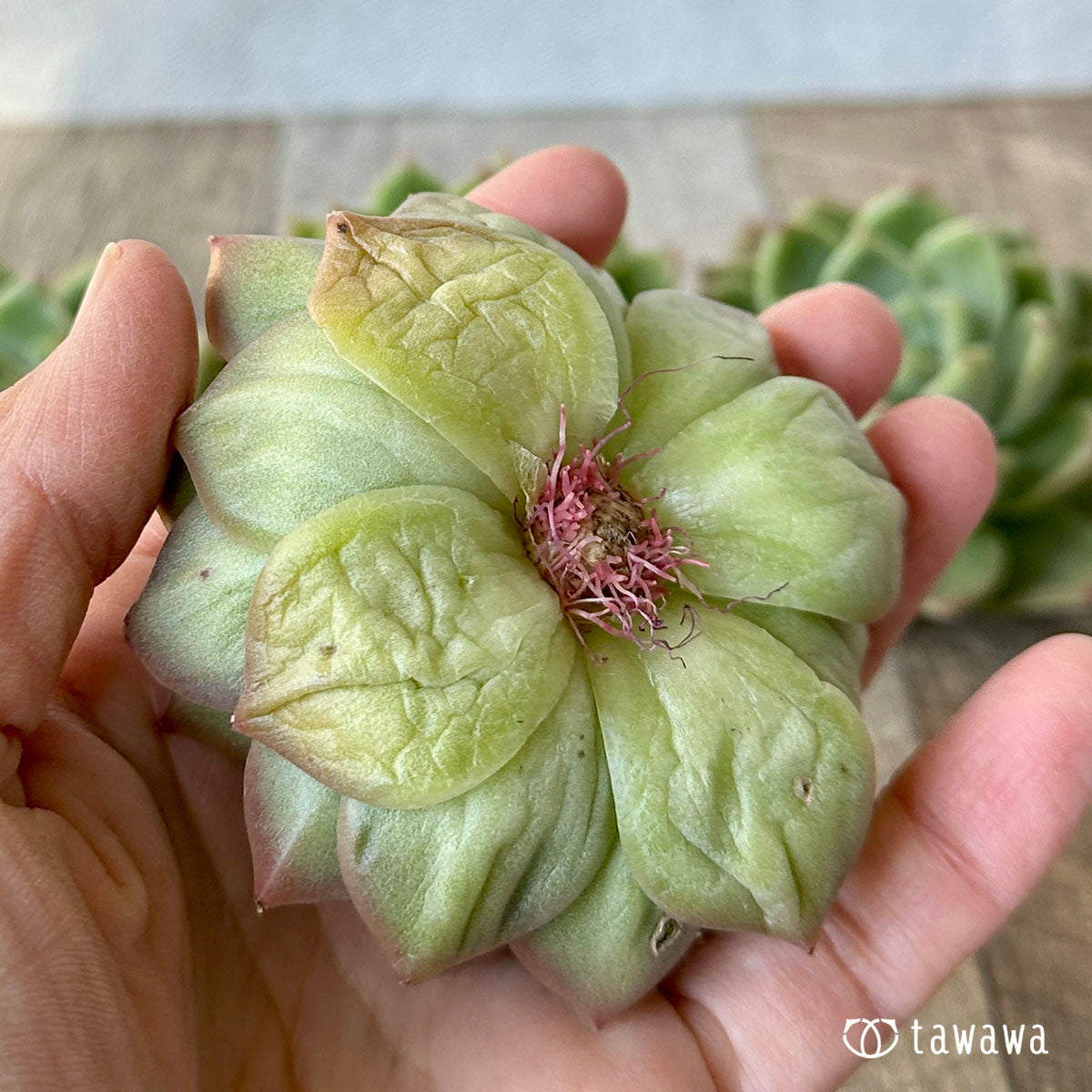 New Arrivals: Ice Green