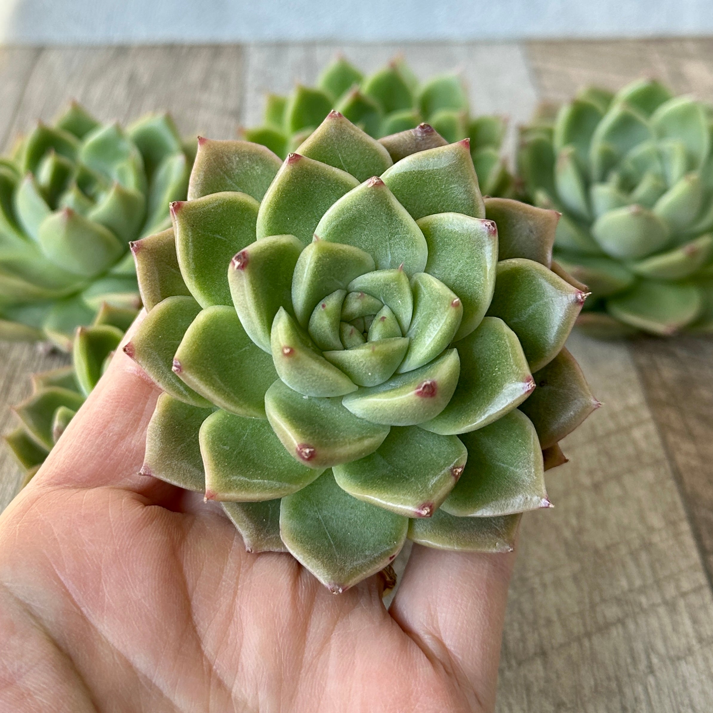 New Arrivals: Ice Green