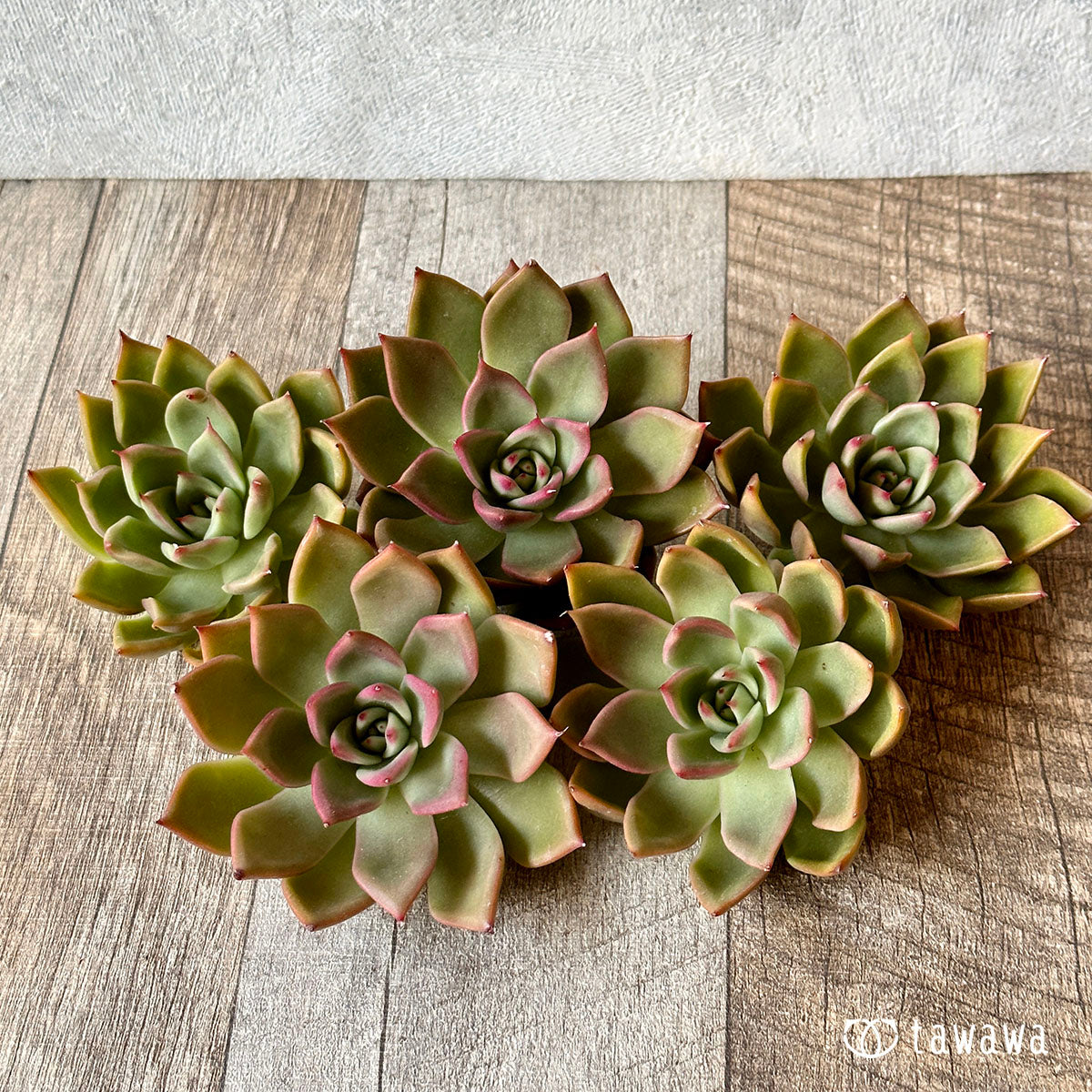 New Arrivals: Ice Green