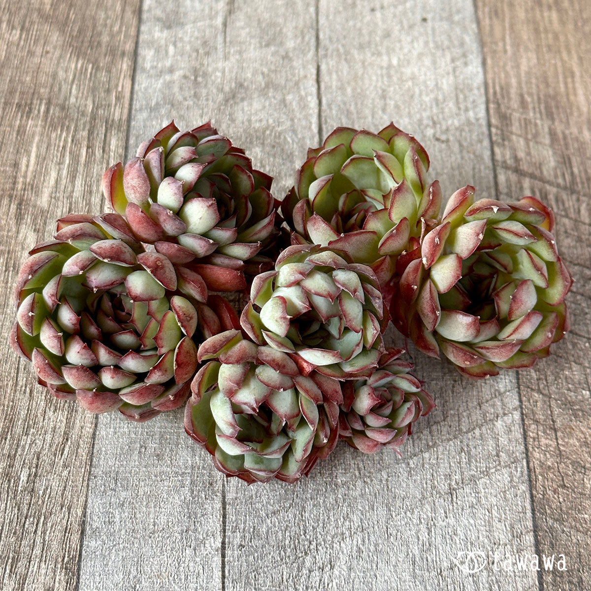 Romeo (Red Ebony)