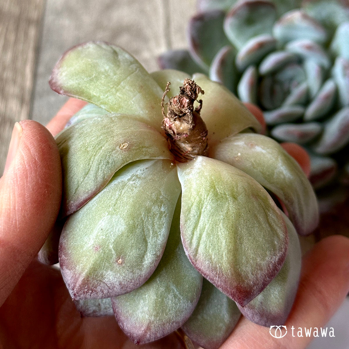 밀 클로즈