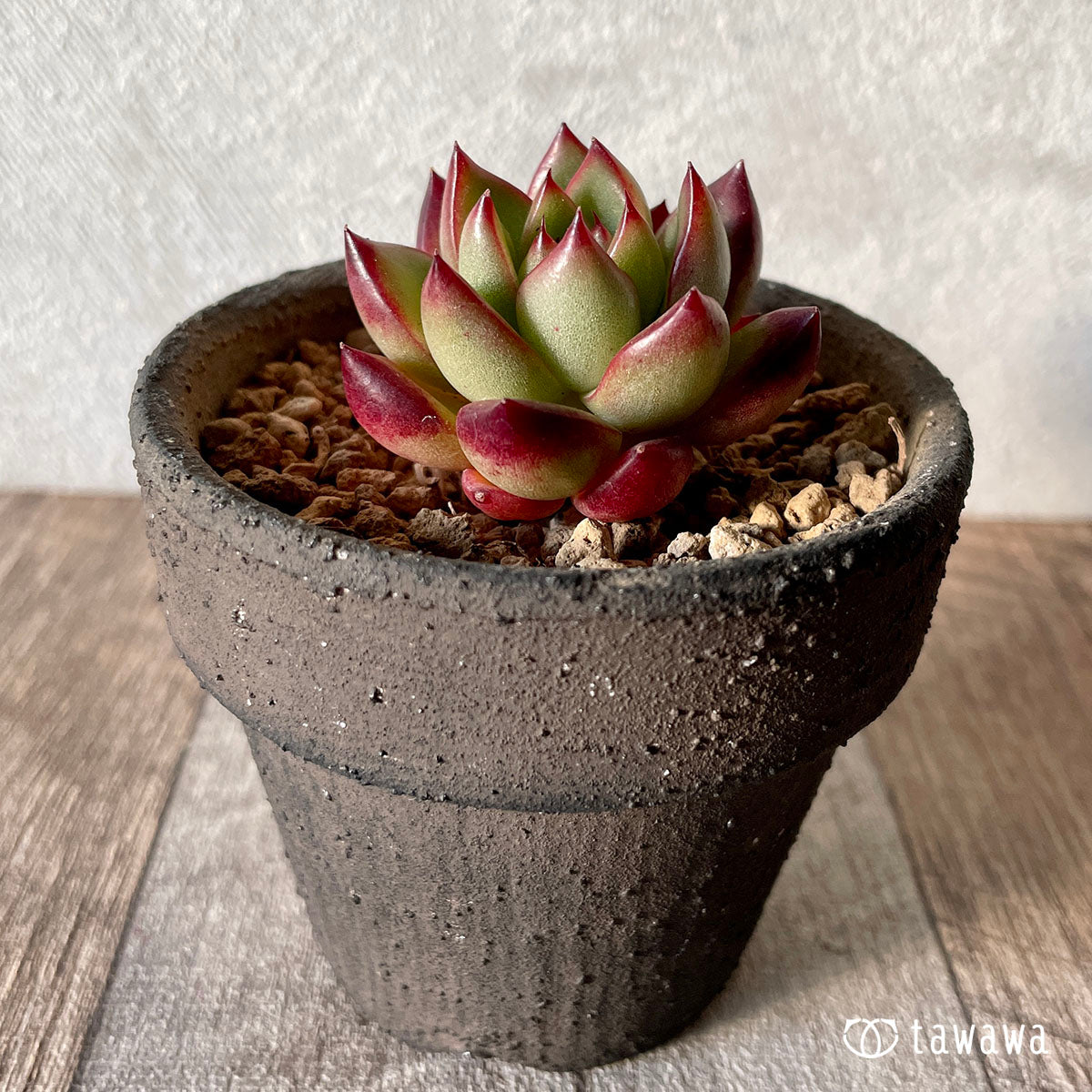 이블린