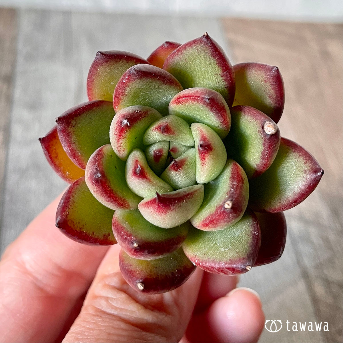 이블린