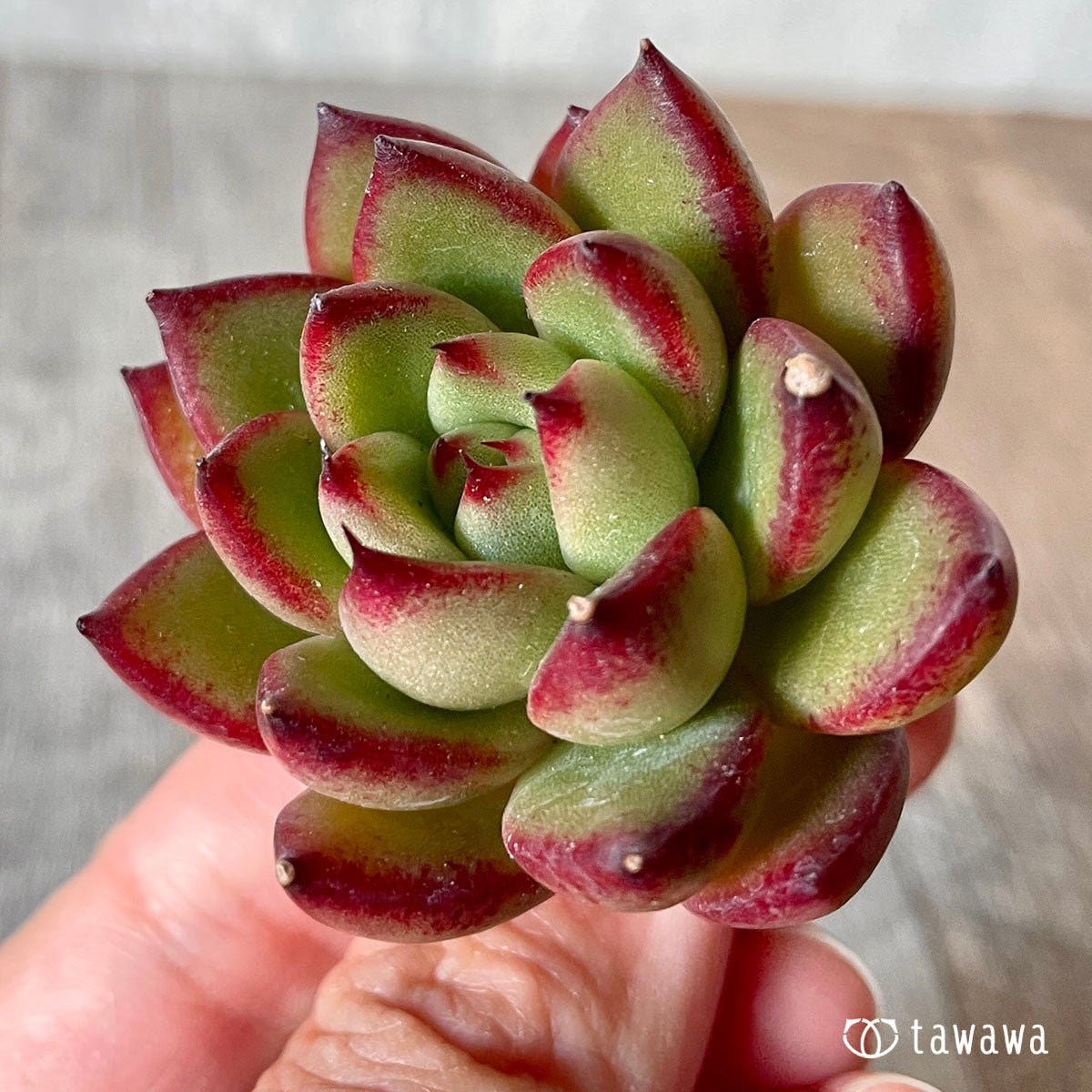 이블린