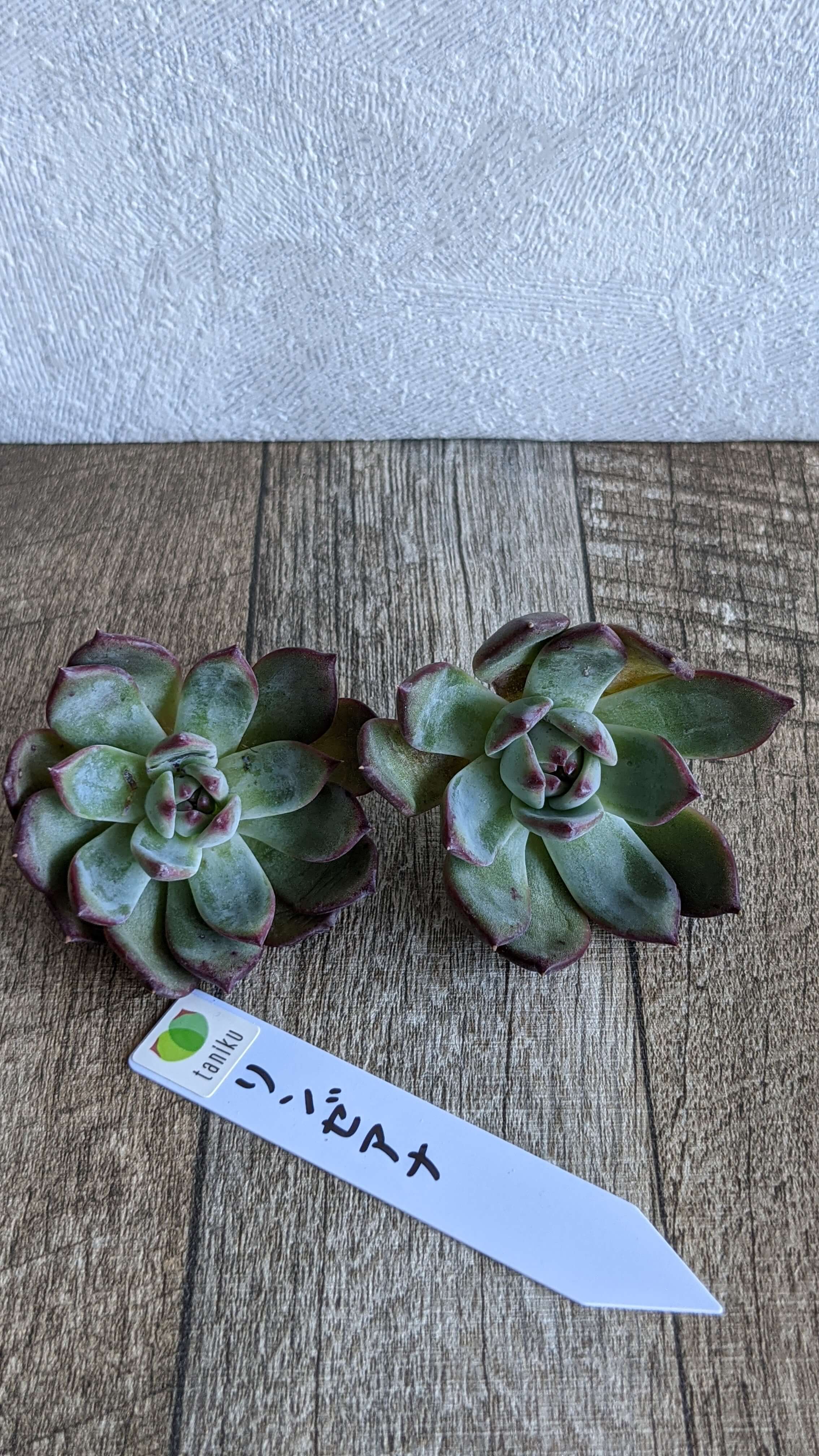 Lindeana