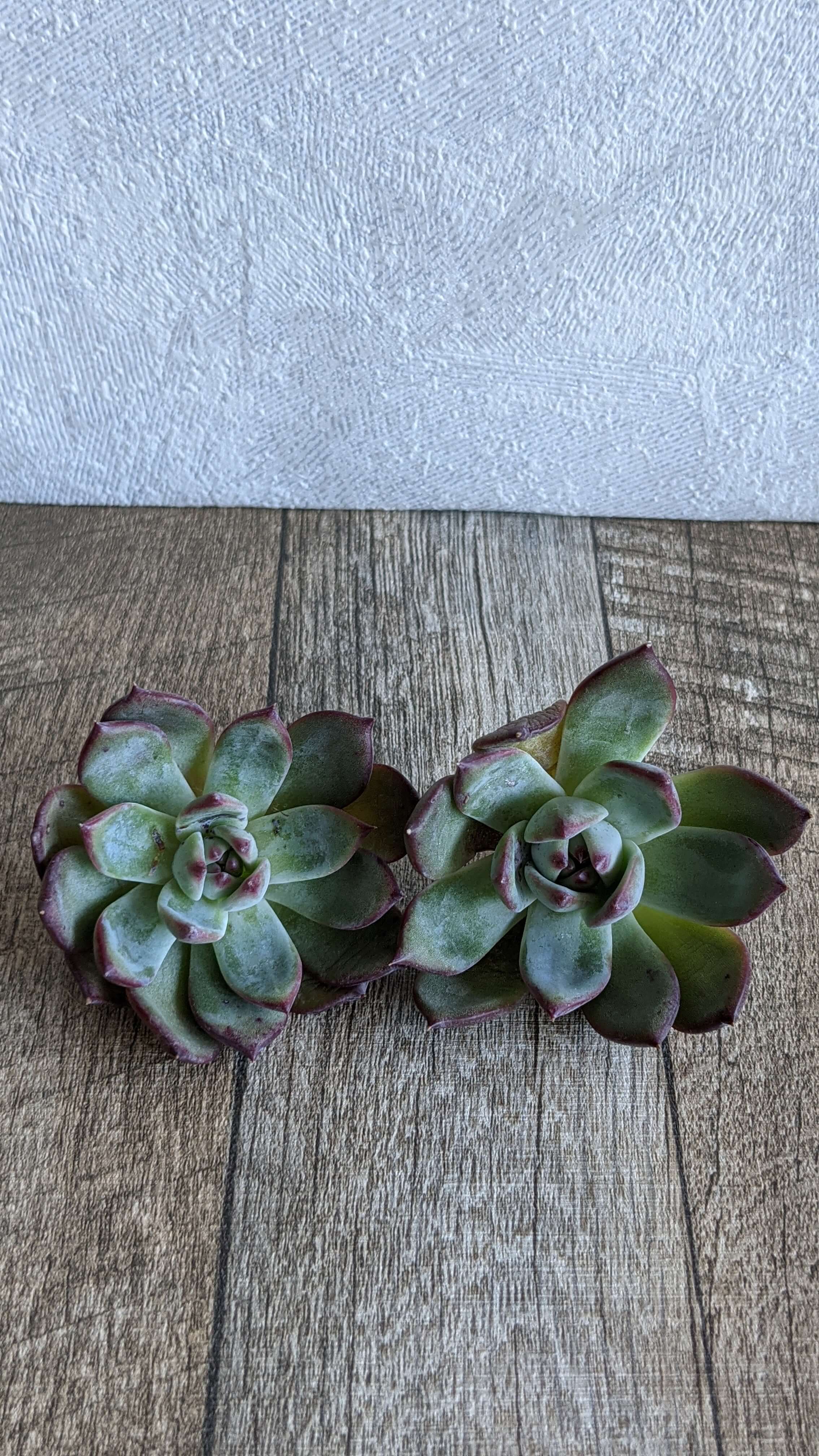 Lindeana