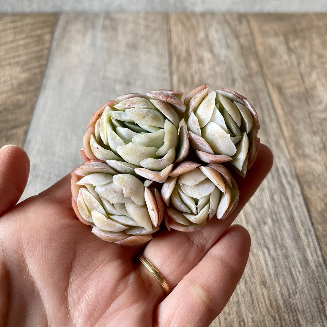 アフリカラズベリー群生 African Raspberry - 多肉植物の通販 tawawa