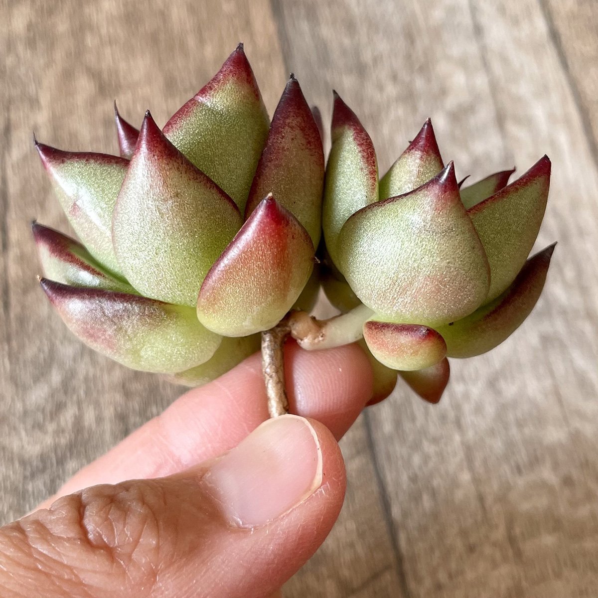 *新入荷* リップスティック agavoides Lip Stick - 多肉植物の通販・販売サイト tawawa