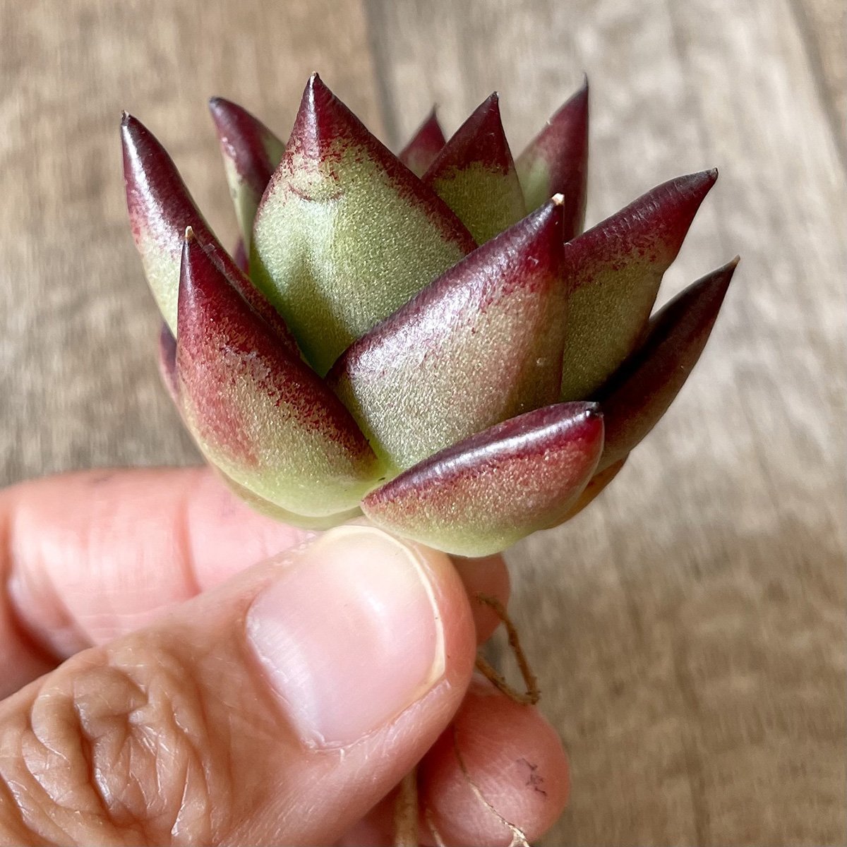 *新入荷* リップスティック agavoides Lip Stick - 多肉植物の通販・販売サイト tawawa