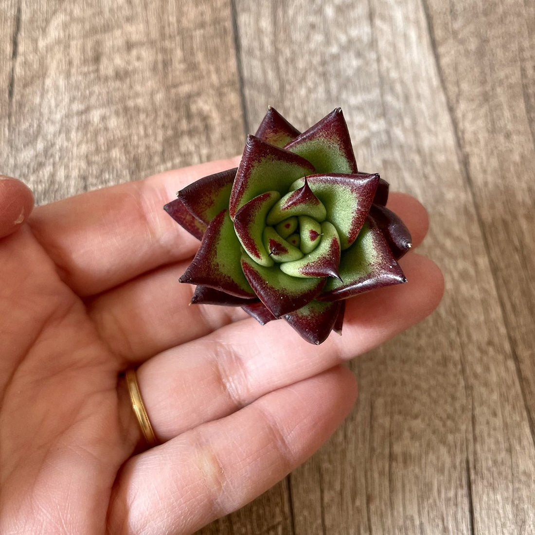 *新入荷* リップスティック agavoides Lip Stick - 多肉植物の通販・販売サイト tawawa