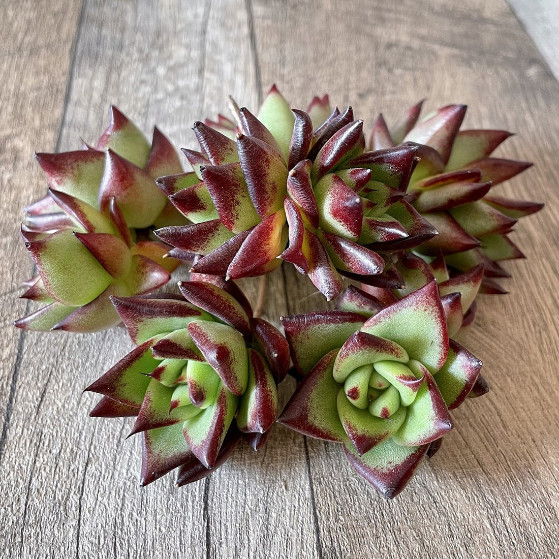 *新入荷* リップスティック agavoides Lip Stick - 多肉植物の通販・販売サイト tawawa