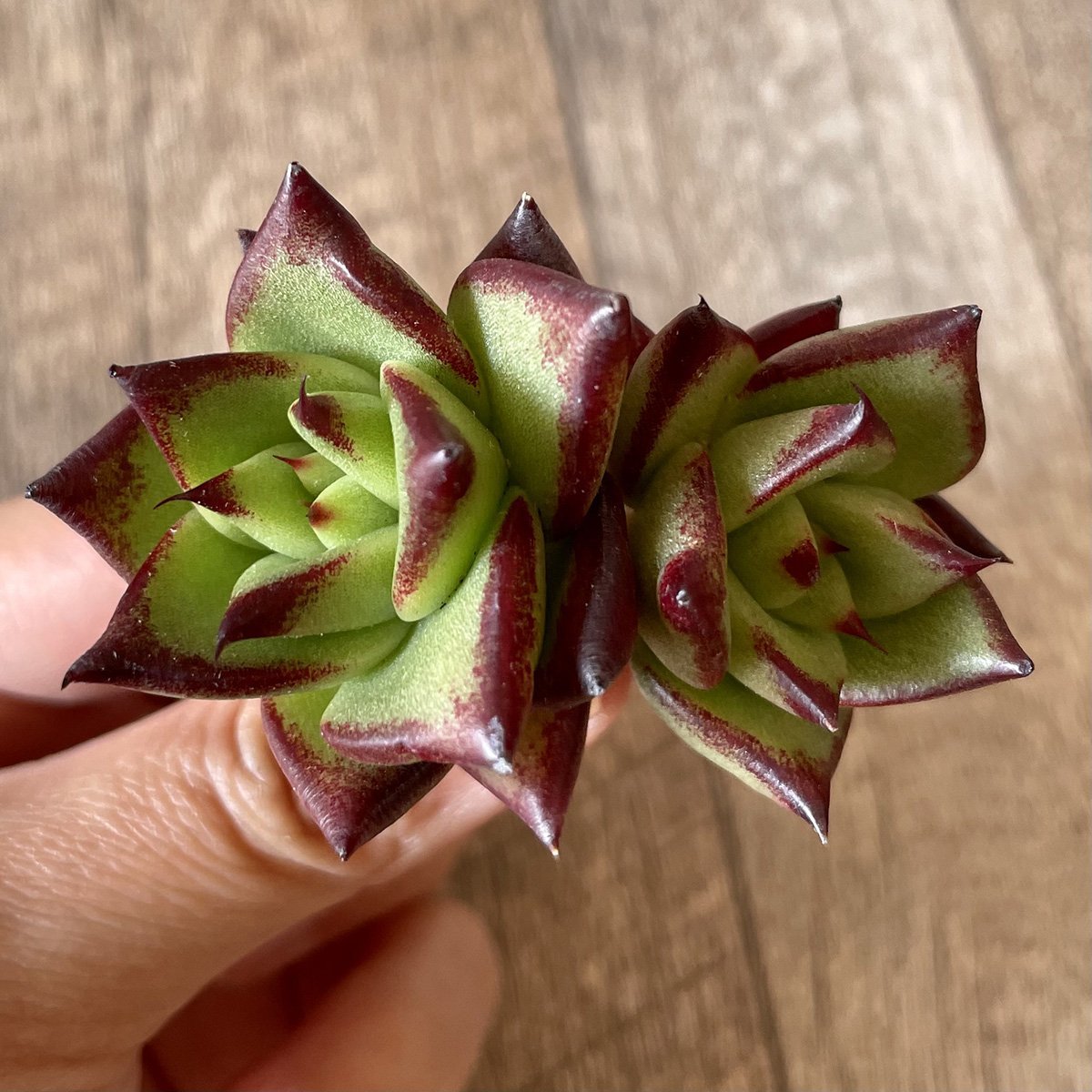 *新入荷* リップスティック agavoides Lip Stick - 多肉植物の通販・販売サイト tawawa