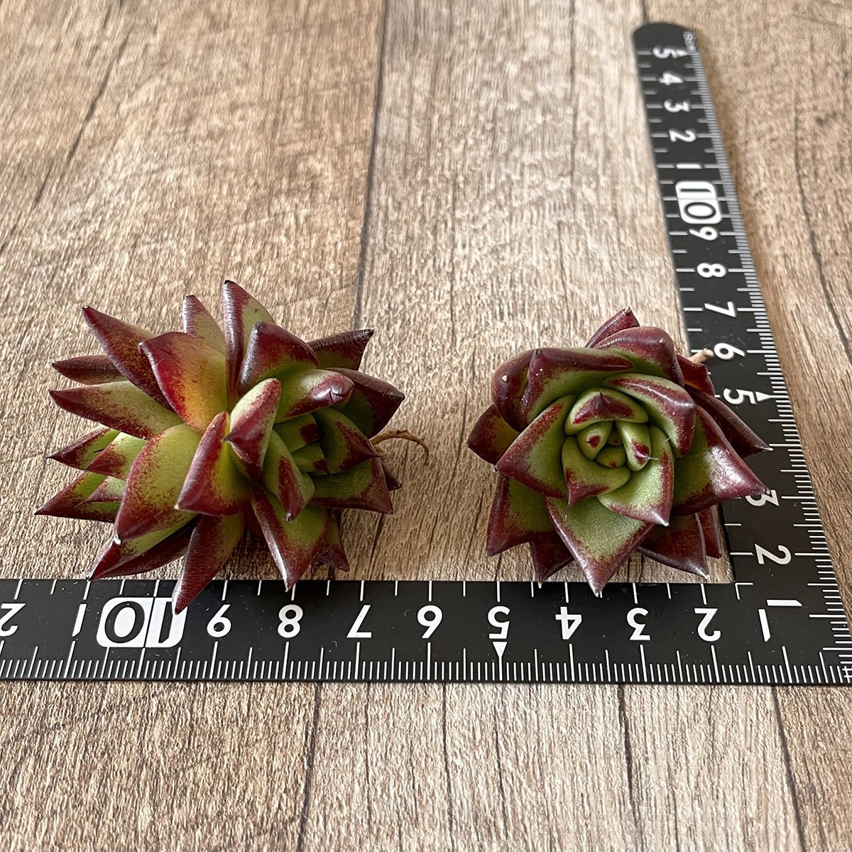 *新入荷* リップスティック agavoides Lip Stick - 多肉植物の通販・販売サイト tawawa