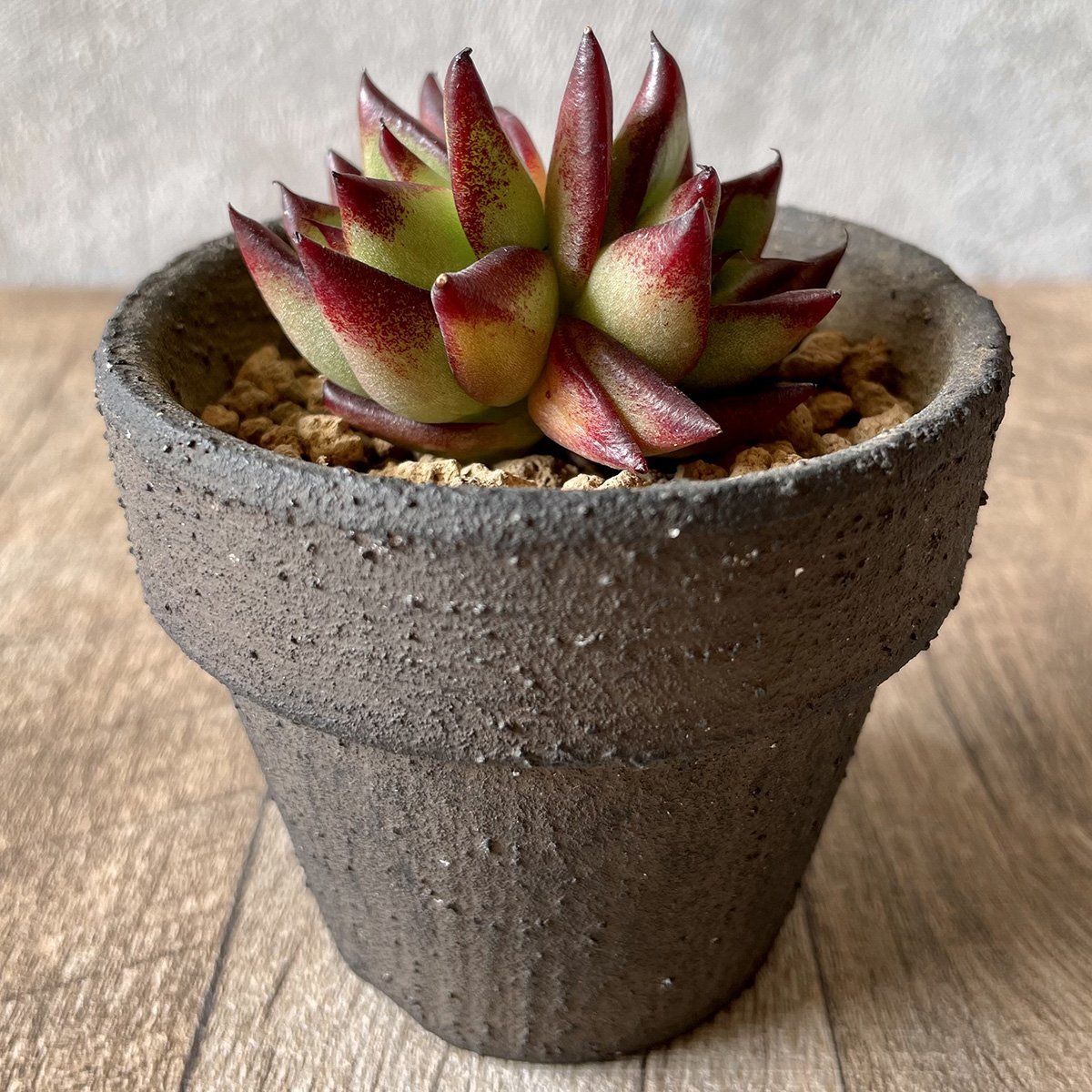 *新入荷* リップスティック agavoides Lip Stick - 多肉植物の通販・販売サイト tawawa