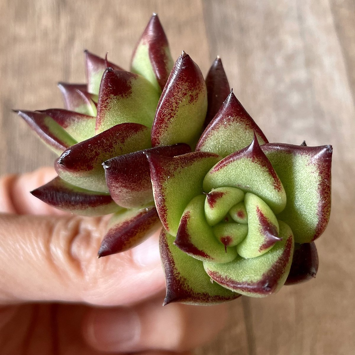 *新入荷* リップスティック agavoides Lip Stick - 多肉植物の通販・販売サイト tawawa