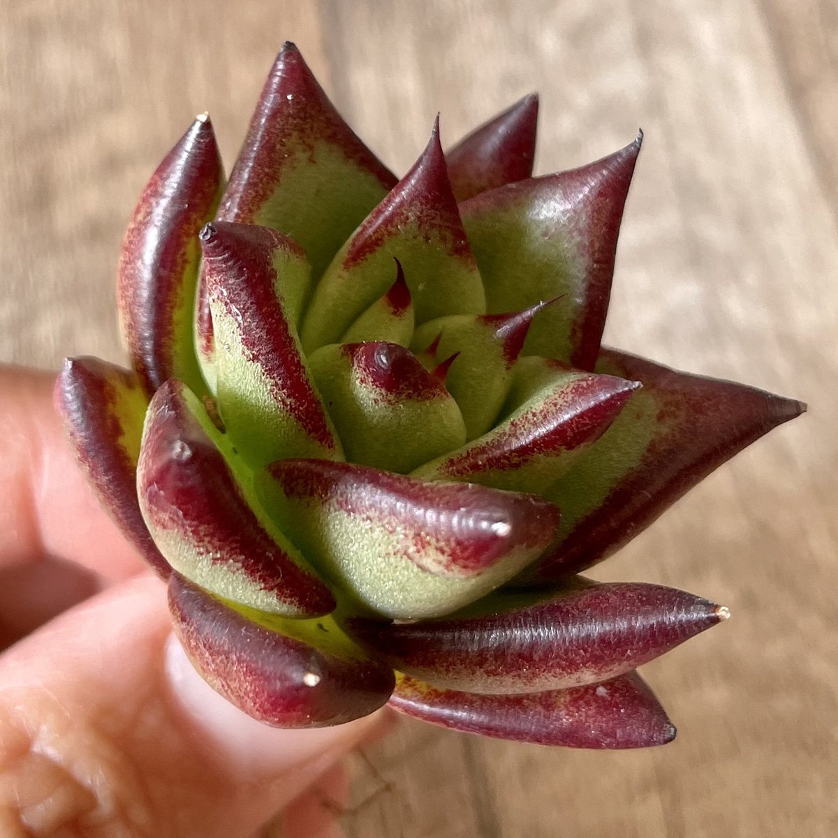 *新入荷* リップスティック agavoides Lip Stick - 多肉植物の通販・販売サイト tawawa