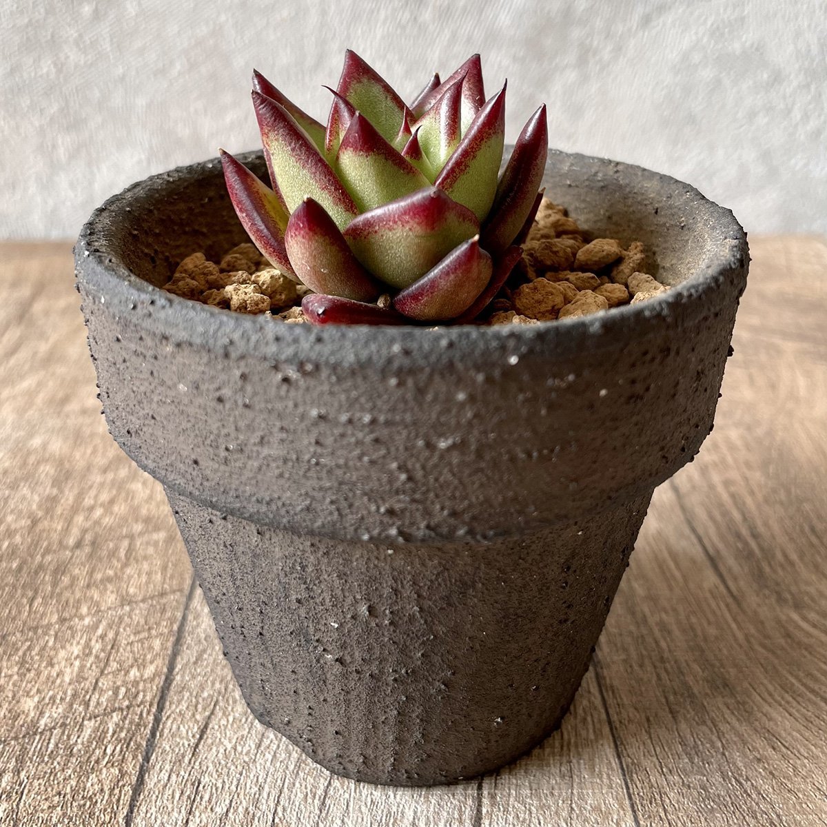 *新入荷* リップスティック agavoides Lip Stick - 多肉植物の通販・販売サイト tawawa