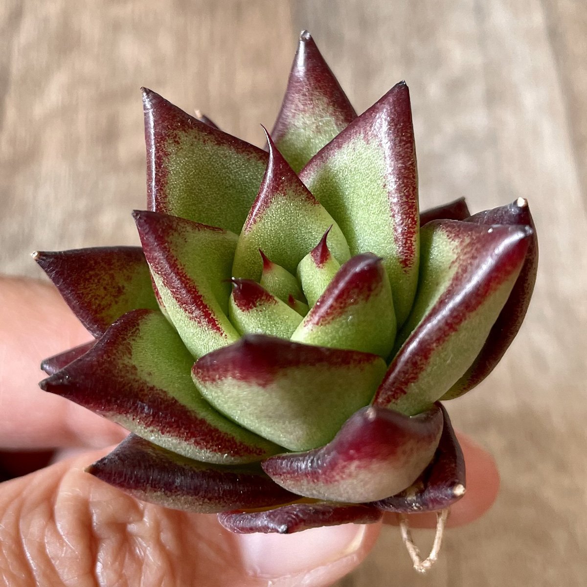 *新入荷* リップスティック agavoides Lip Stick - 多肉植物の通販・販売サイト tawawa