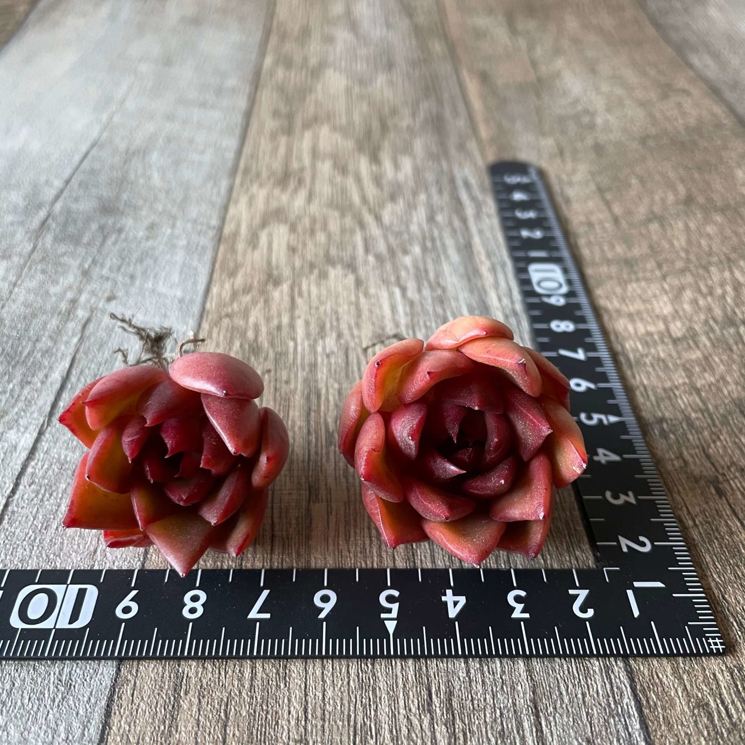 アガボイデス ルブラ agavoides Rubra - 多肉植物の通販 tawawa