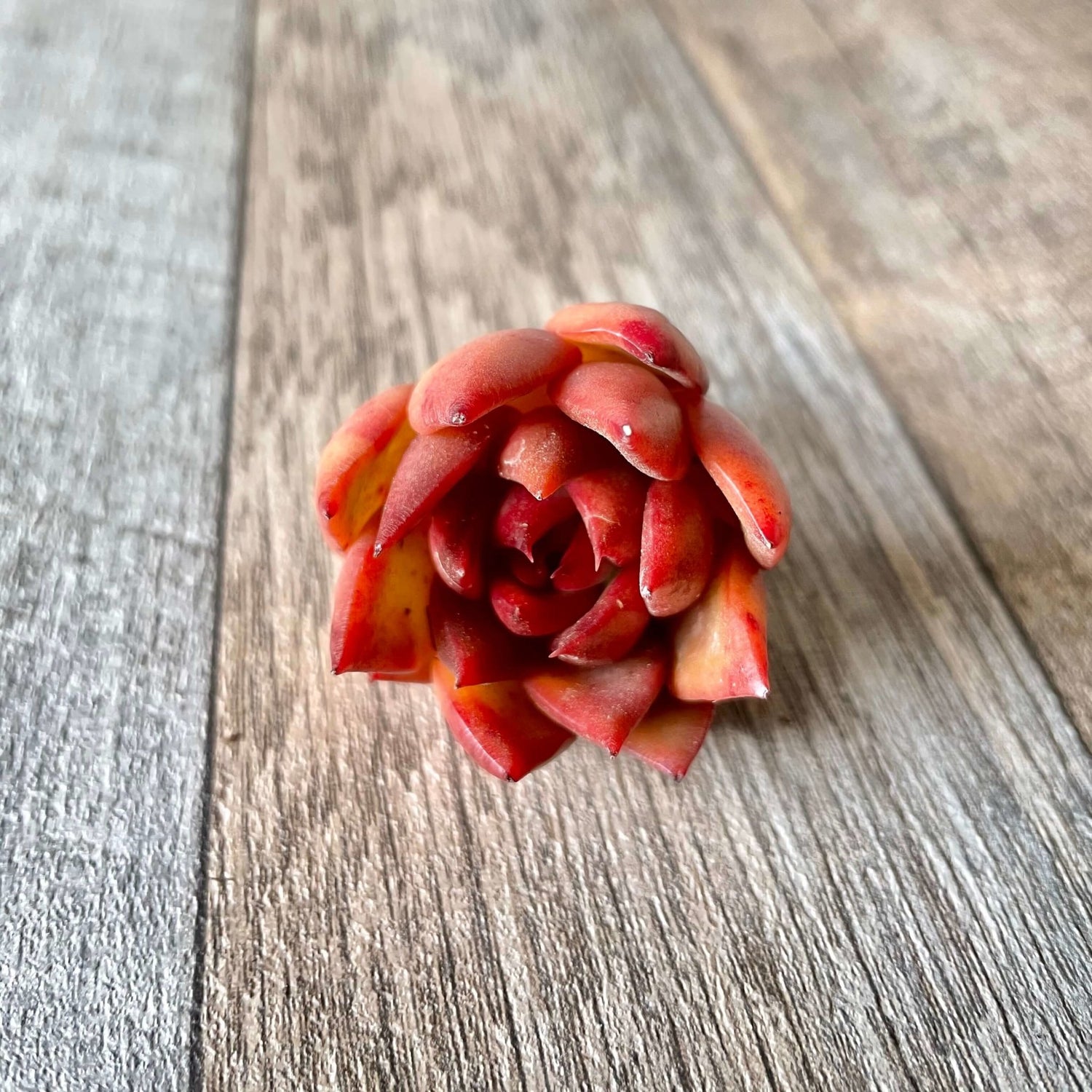 アガボイデス ルブラ agavoides Rubra - 多肉植物の通販 tawawa