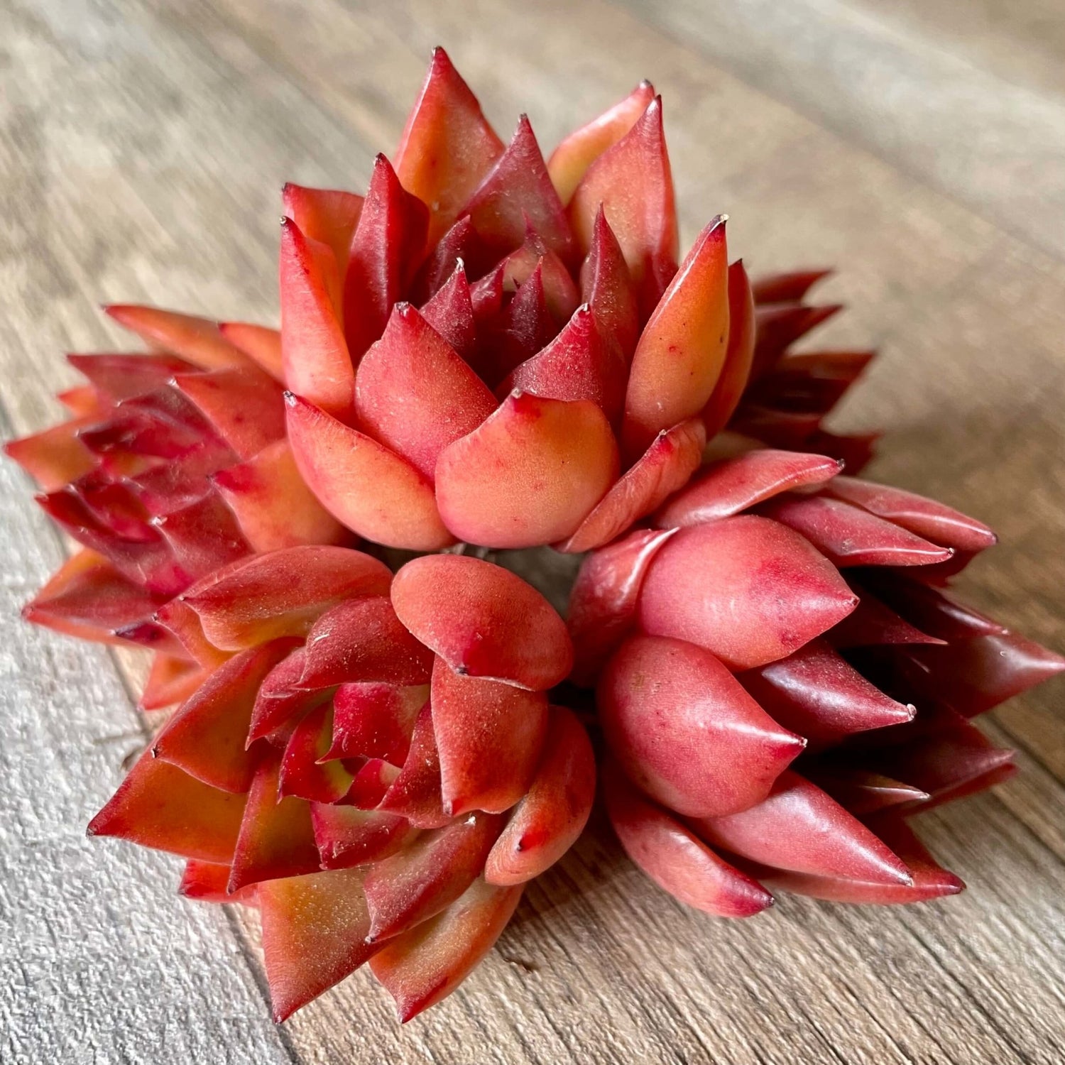 アガボイデス ルブラ agavoides Rubra - 多肉植物の通販 tawawa