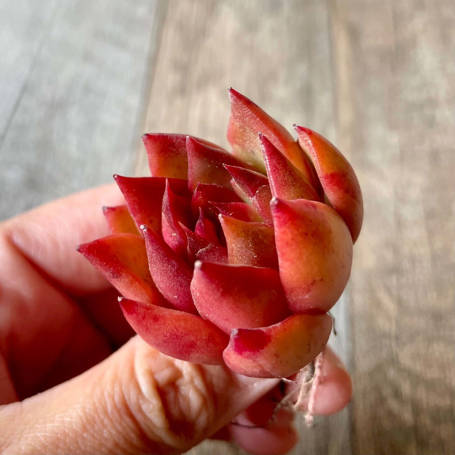 アガボイデス ルブラ agavoides Rubra - 多肉植物の通販 tawawa