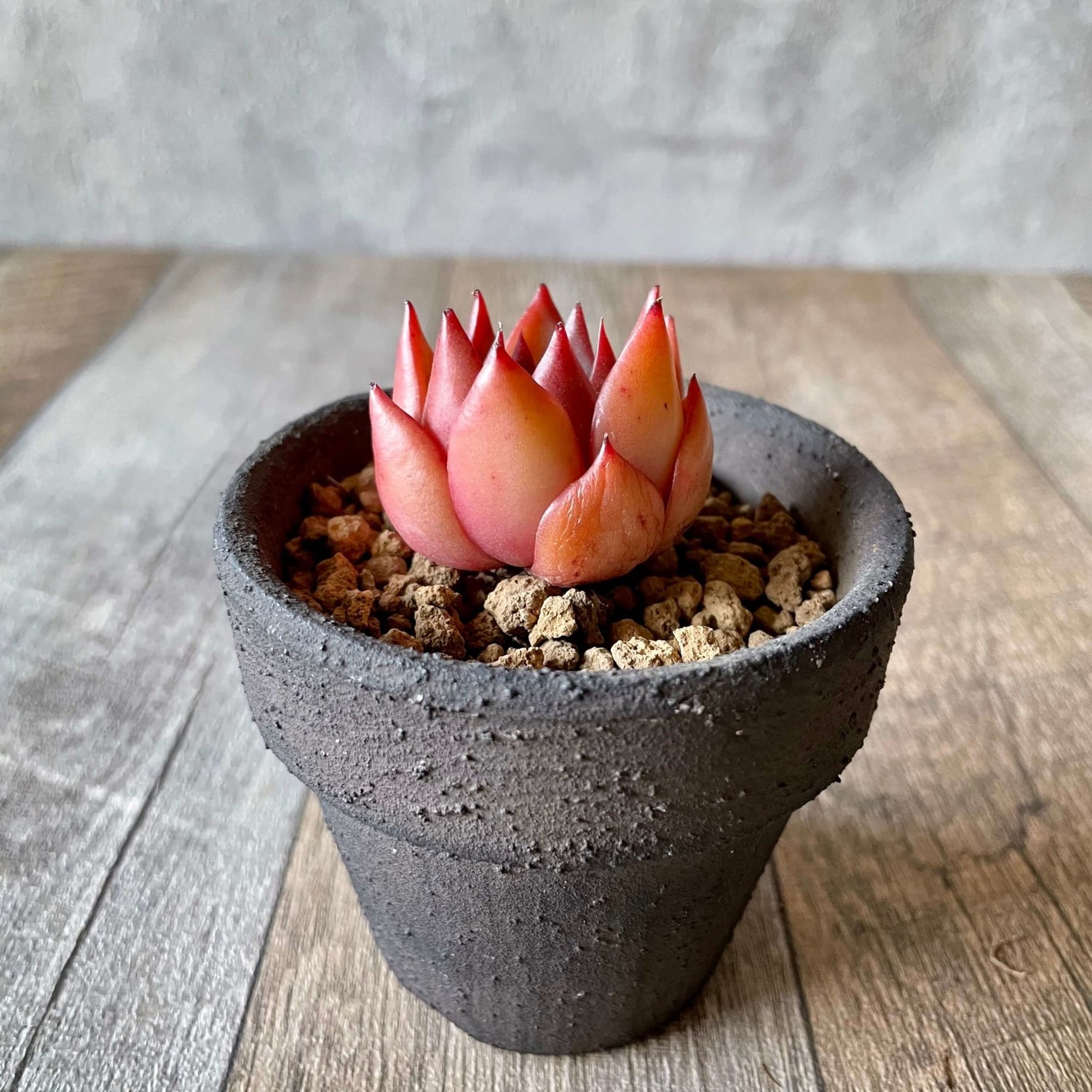 アガボイデス ルブラ agavoides Rubra - 多肉植物の通販 tawawa