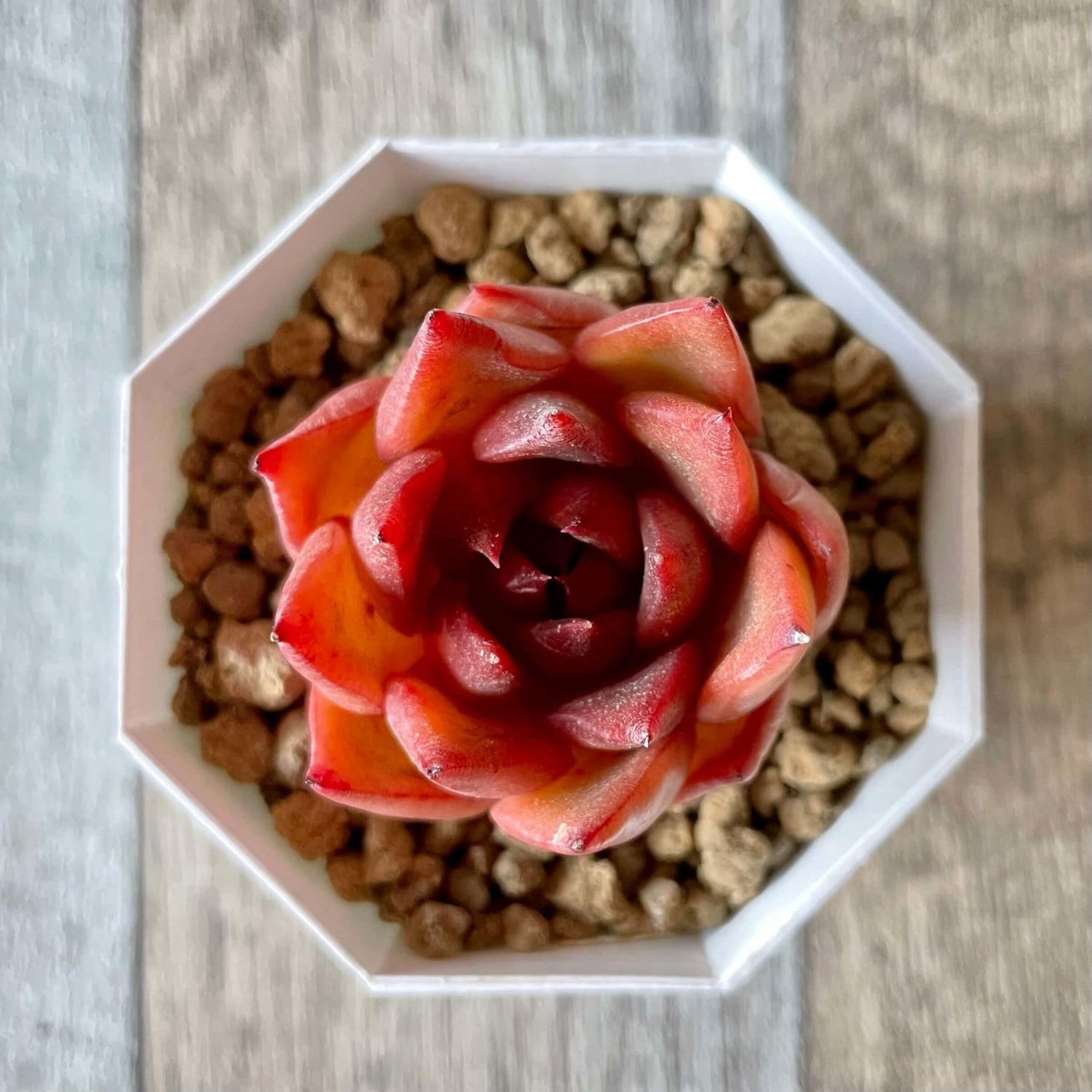 アガボイデス ルブラ agavoides Rubra - 多肉植物の通販 tawawa