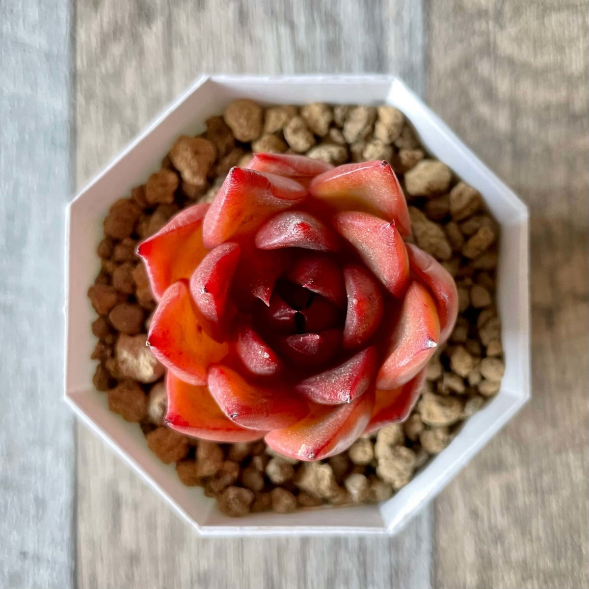 アガボイデス ルブラ agavoides Rubra - 多肉植物の通販 tawawa