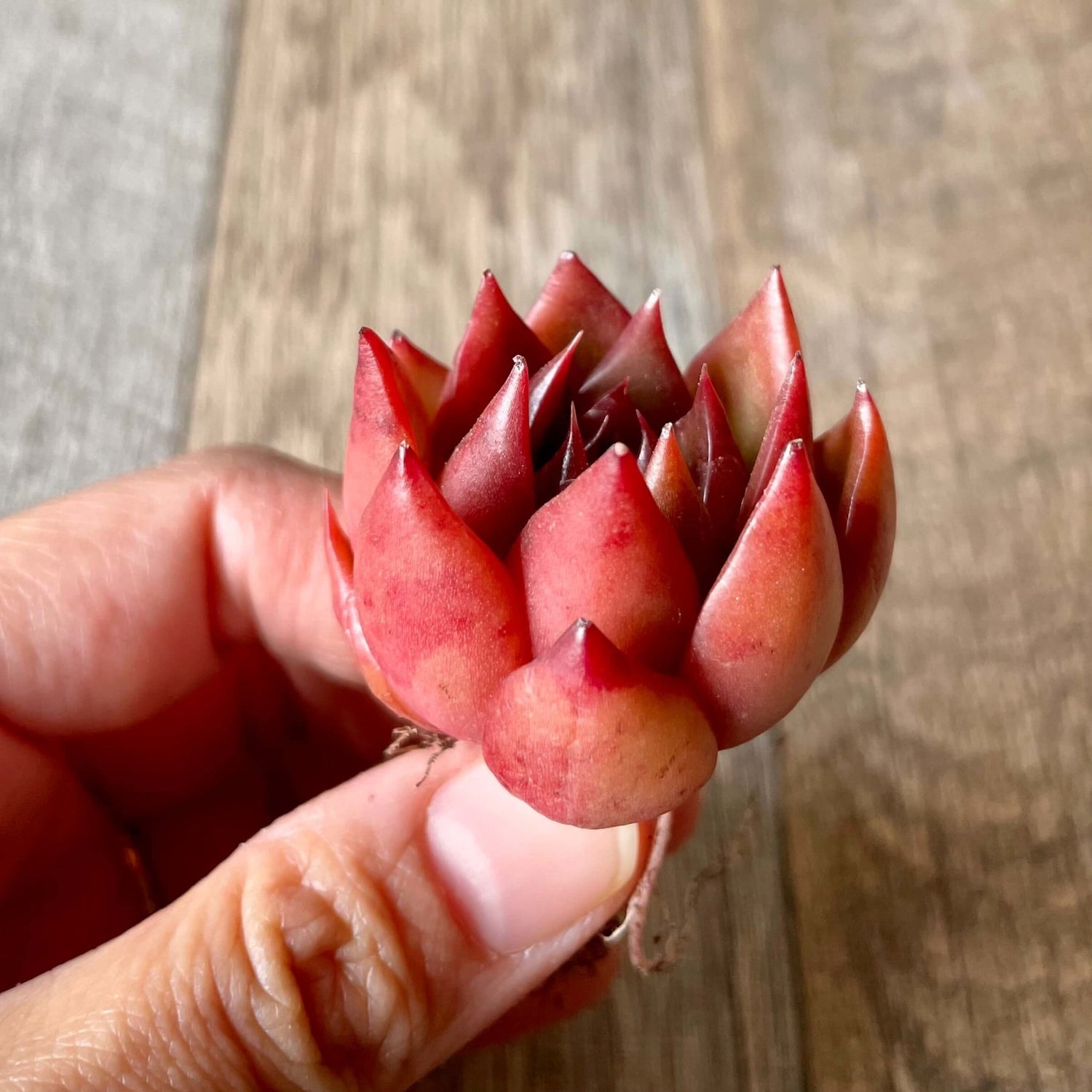 アガボイデス ルブラ agavoides Rubra - 多肉植物の通販 tawawa