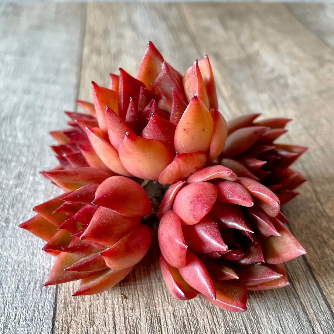 アガボイデス ルブラ agavoides Rubra - 多肉植物の通販 tawawa