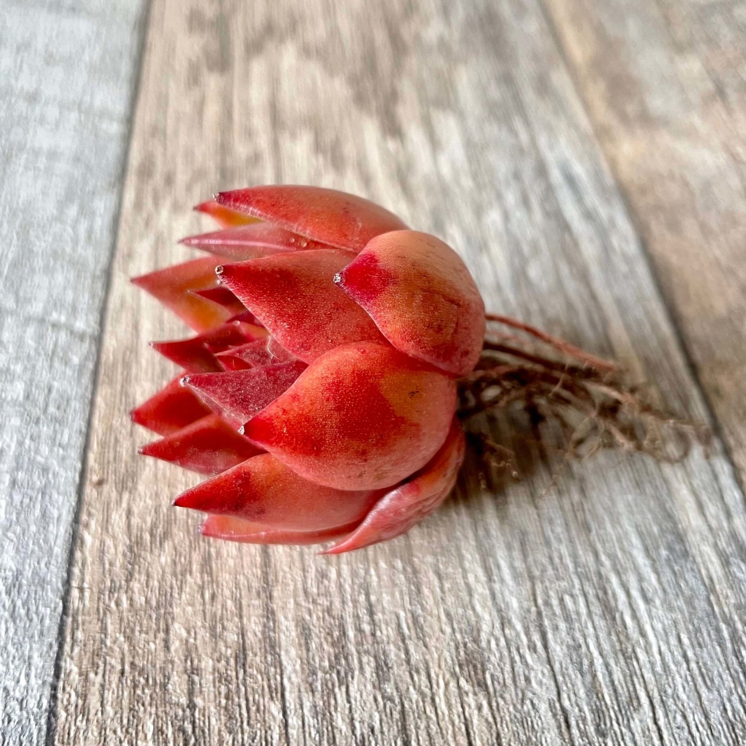 アガボイデス ルブラ agavoides Rubra - 多肉植物の通販 tawawa