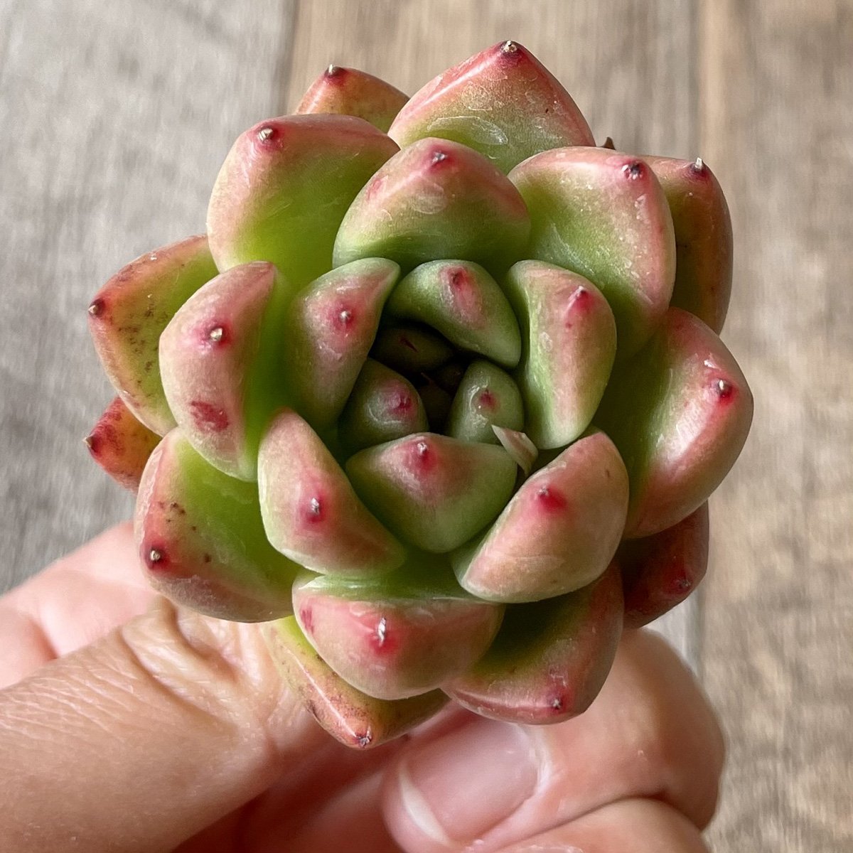 *新入荷* アルバローズ Alba Rose - 多肉植物の通販・販売サイト tawawa