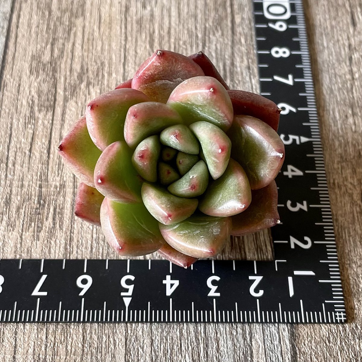 *新入荷* アルバローズ Alba Rose - 多肉植物の通販・販売サイト tawawa