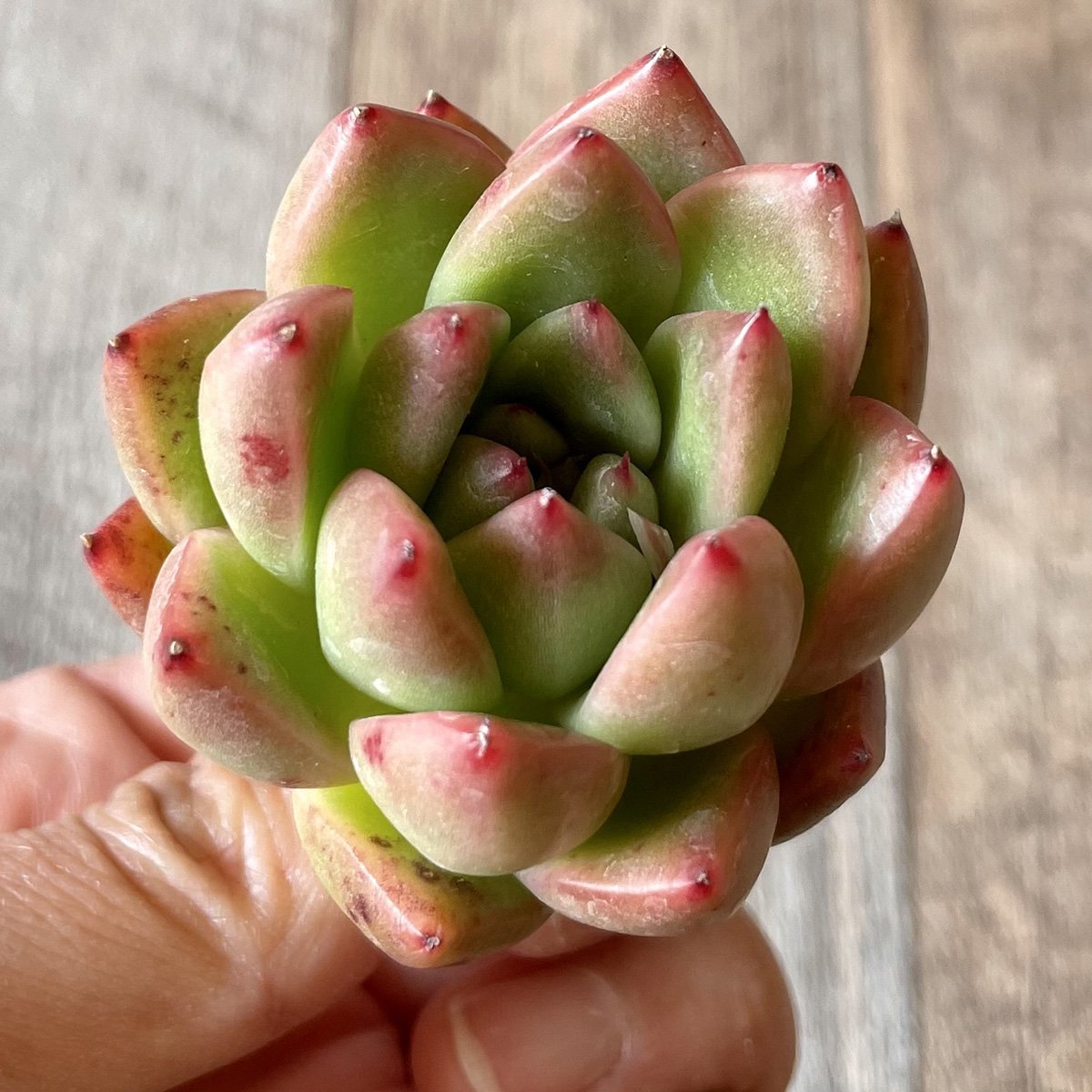 *新入荷* アルバローズ Alba Rose - 多肉植物の通販・販売サイト tawawa
