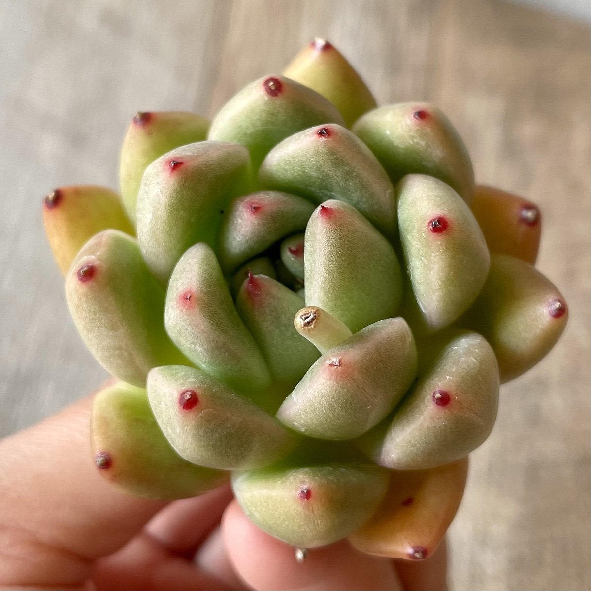 *新入荷* アルバローズ Alba Rose - 多肉植物の通販・販売サイト tawawa