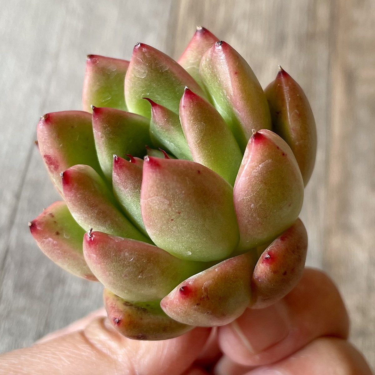 *新入荷* アルバローズ Alba Rose - 多肉植物の通販・販売サイト tawawa