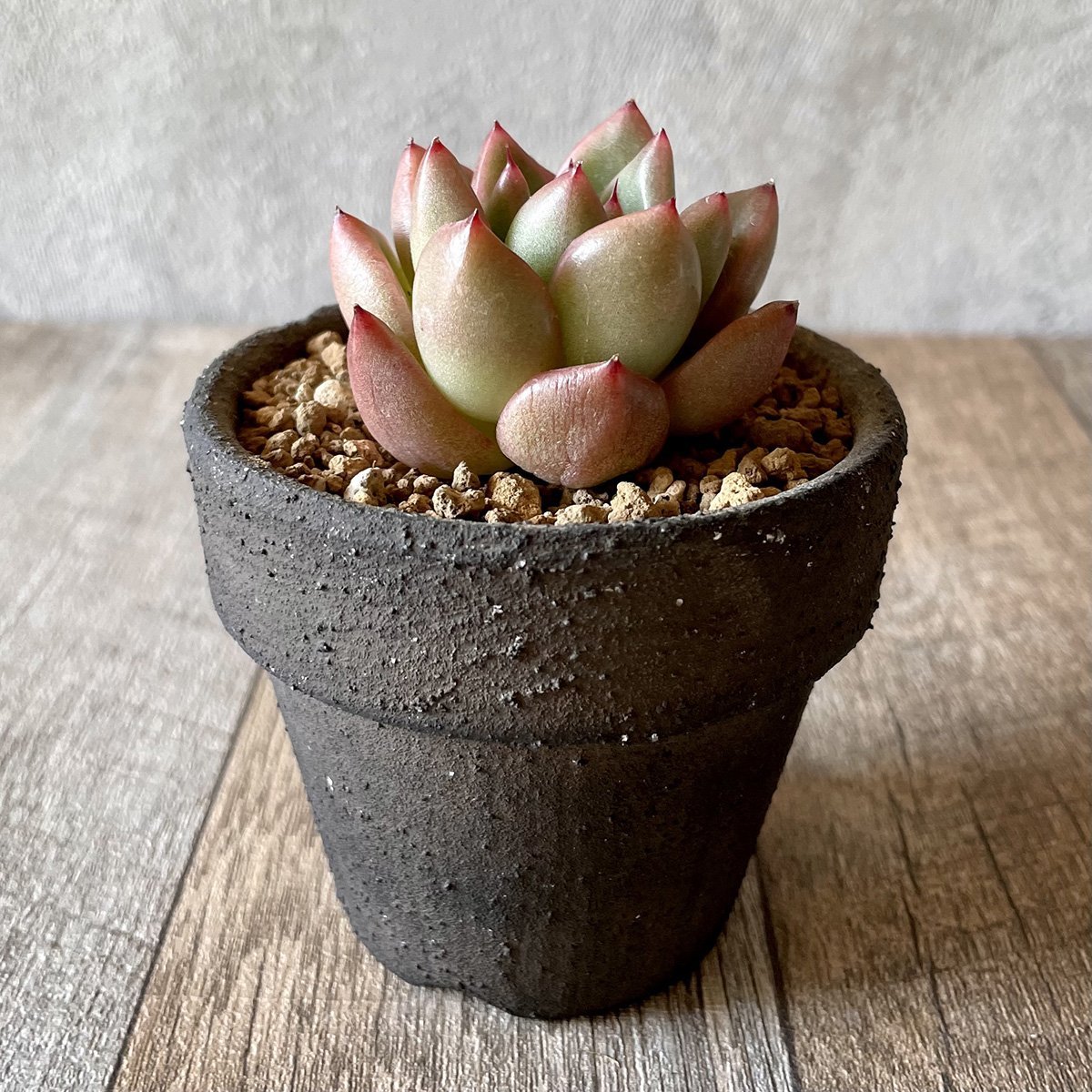 *新入荷* アルバローズ Alba Rose - 多肉植物の通販・販売サイト tawawa