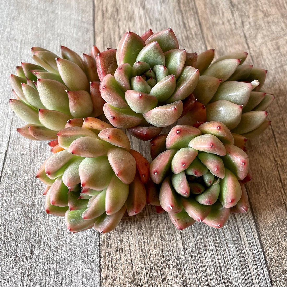 *新入荷* アルバローズ Alba Rose - 多肉植物の通販・販売サイト tawawa