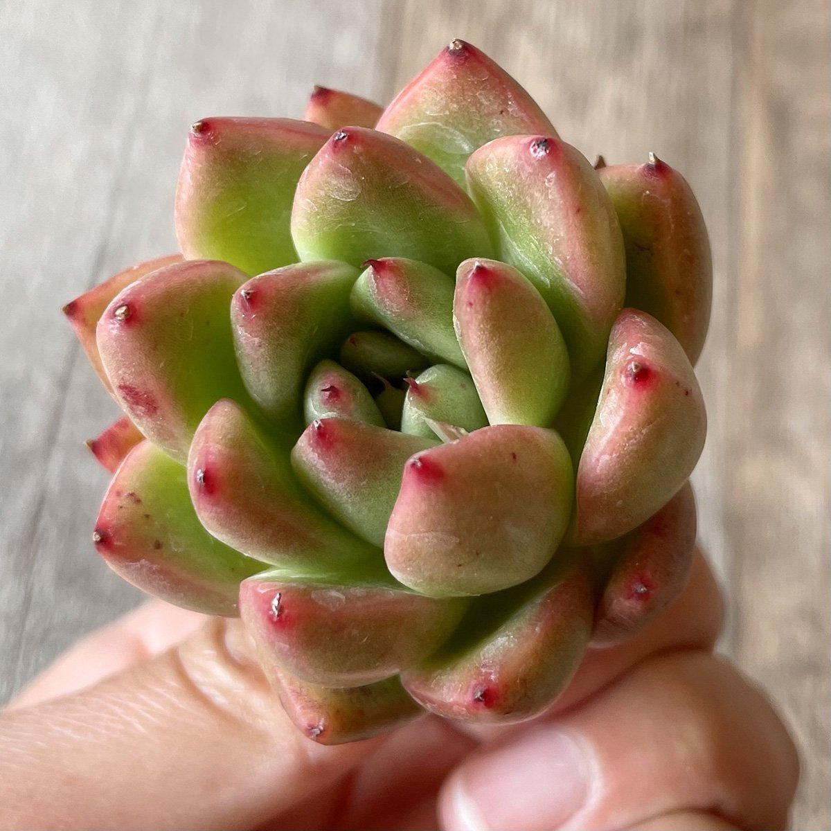*新入荷* アルバローズ Alba Rose - 多肉植物の通販・販売サイト tawawa