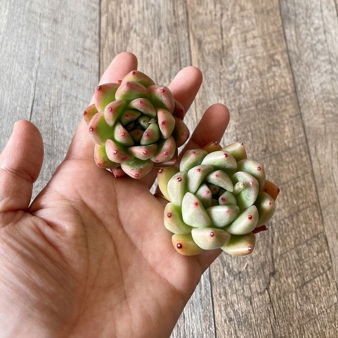 *新入荷* アルバローズ Alba Rose - 多肉植物の通販・販売サイト tawawa