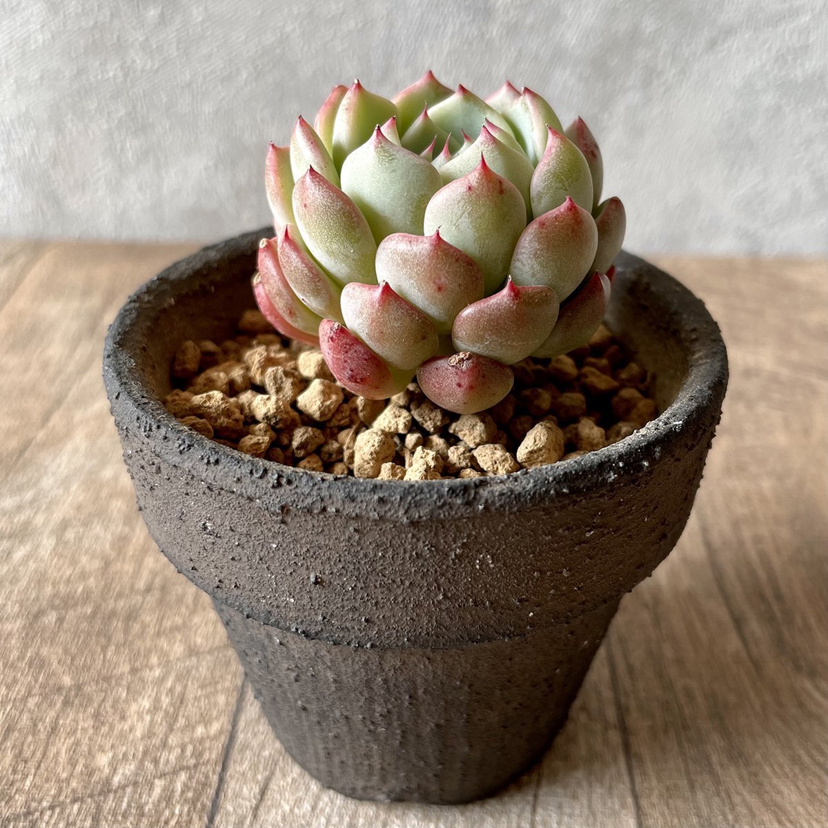 *新入荷* アーロンス Arons - 多肉植物の通販・販売サイト tawawa