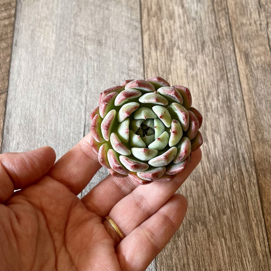 *新入荷* アーロンス② Arons - 多肉植物の通販・販売サイト tawawa