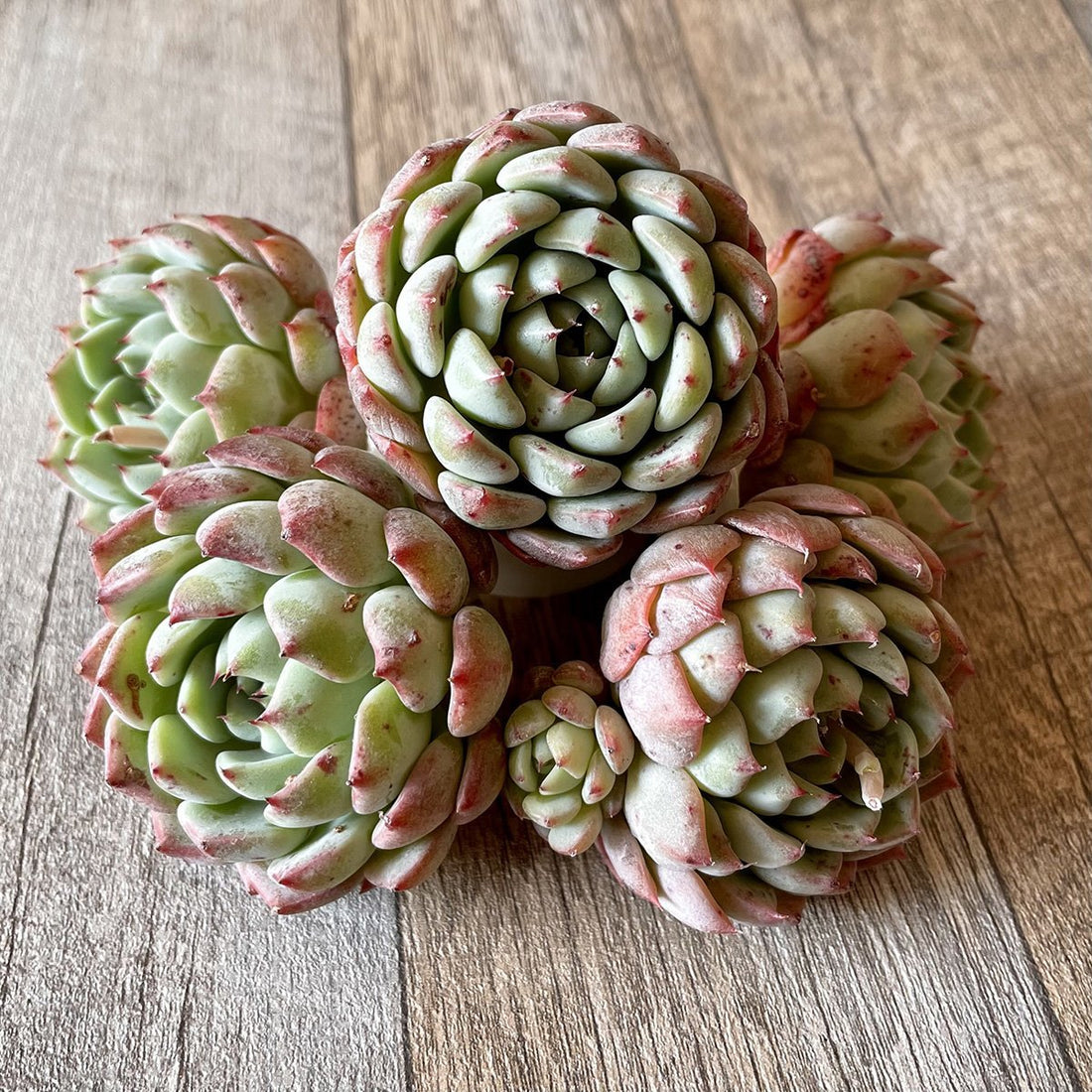 *新入荷* アーロンス② Arons - 多肉植物の通販・販売サイト tawawa