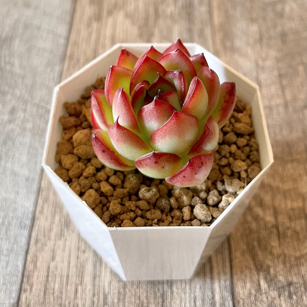 *新入荷* ボール Ball - 多肉植物の通販 tawawa
