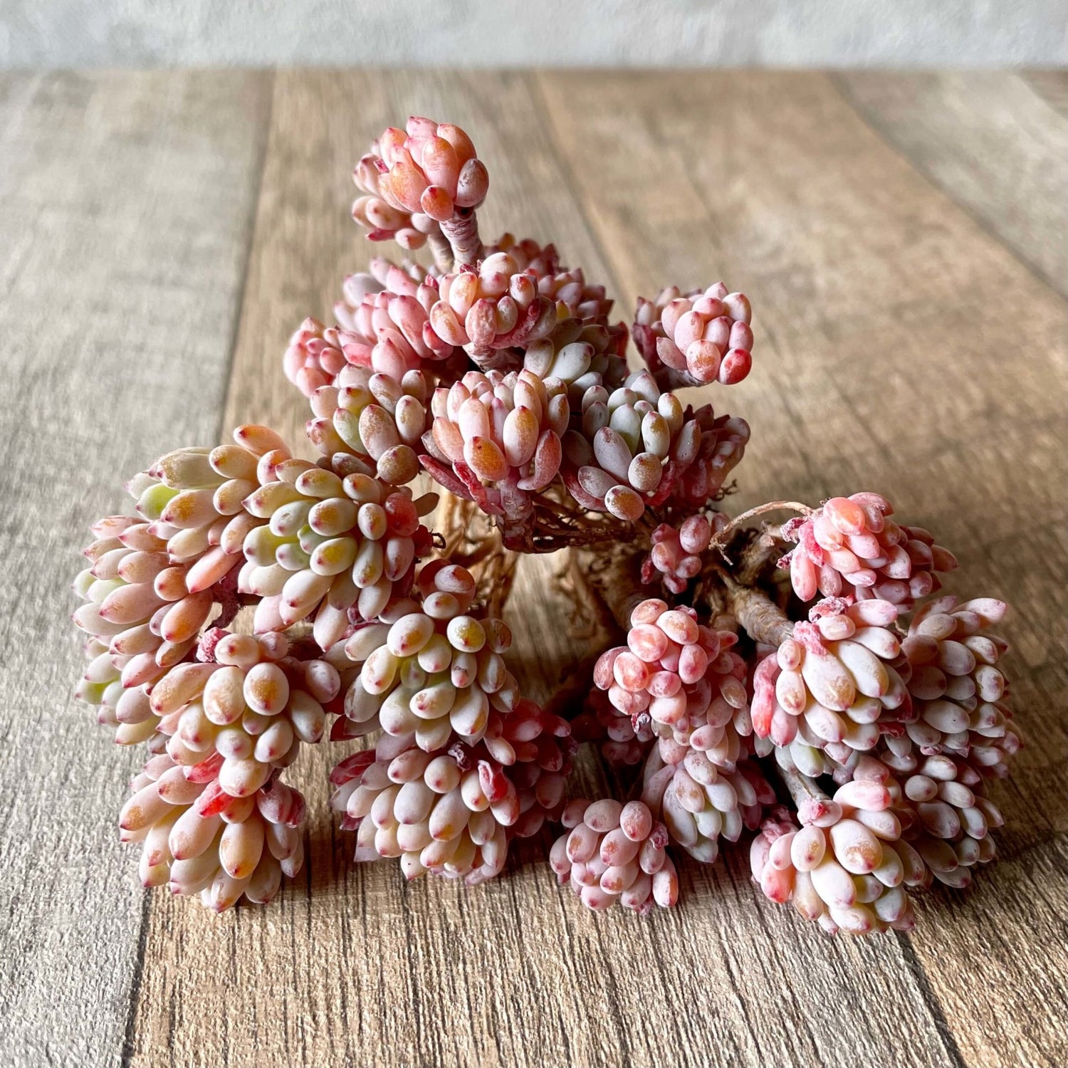 ブルービーン Bluebean - 多肉植物の通販 tawawa